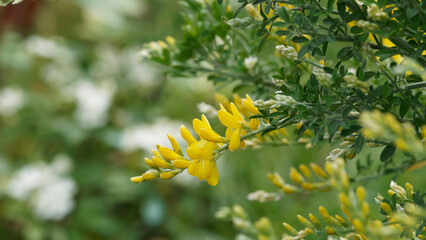 Wall Mural - Genêt à balais ou cytisus scoparius 'Golden Sunlight'aux tiges dense et arquées garnies de petites feuilles vert-clair et de grappes de fleurs de pois jaune or au parfum agréable