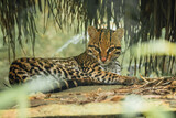 Front view photo of an ocelot looking at the camera lying on wooden planks in the Amazon jungle