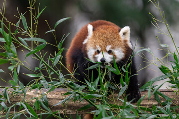Wall Mural - Red panda eating bamboo in the forest