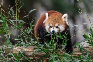 Poster - Red panda eating bamboo in the forest