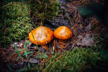 Two Orange Mushrooms On Forest Moss Background, Close Up. Conditionally Edible Fungus. Source Of Vegetable Protein.