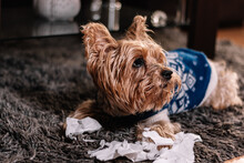 Canine Mischief. Yorkshire Terrier With Guilty Expression After Playing Unrolling Toilet Paper. Concept Of Disobedience.