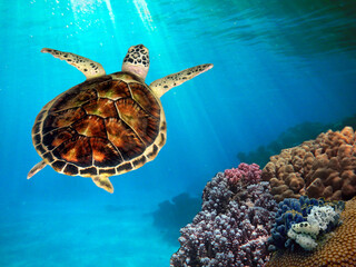  Sea turtle swims in sea water. Big green sea turtle closeup.