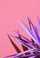 Creative Aloe Against A Pink Wall Background With Sunlight Shadows. Stylish Minimalist Design Wallpapers. Colours Trends Combination