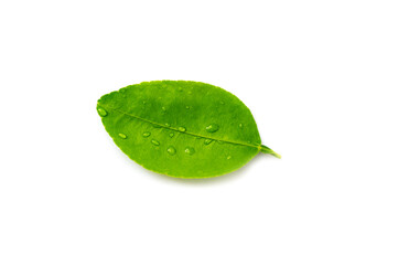 Close up fresh green young lemon leaves isolated on white background.photo select focus at middle line leaf.