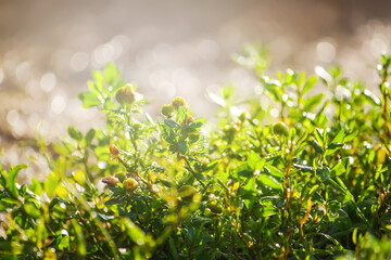 wet green summer grass in bright sunshine.