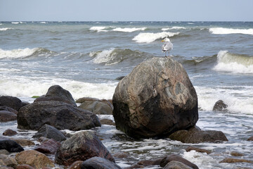 Canvas Print - Möwe an der Kreideküste auf Rügen