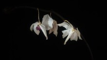 Withered Dead Orchid Flowers Isolated On Black Background