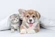 © Ermolaev Alexandr - Pembroke welsh corgi puppy and baby kitten lying together under warm white blanket on a bed at home