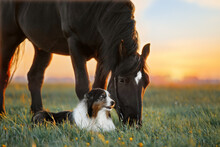 A Dog And A Horse. Friendship Of A Dog And A Horse In Nature. High Quality Photo