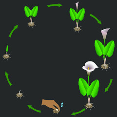 Canvas Print - Life cycle of calla lilies from a tuber on a dark background.