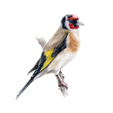Fototapeta  - Goldfinch bird on a tree branch. Watercolor illustration. Realistic single european songbird hand drawn illustration. Isolated on white background. Goldfinch beautiful bright europe avian