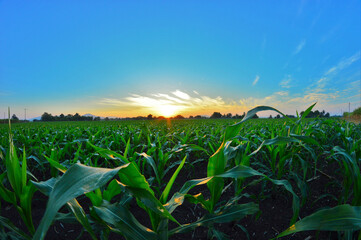 Sunrise on the Corn plant in thailand