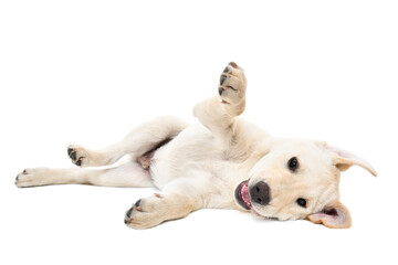 Wall Mural - Funny cute labrador puppy lying isolated on white background