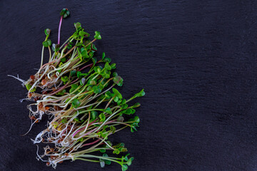 Wall Mural - Microgreens of cabbage on a black background, place for text.