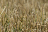 Gotowa do żniw pszenica zwyczajna (Triticum aestivum) . Godne plony, wielkie ziarno. Polska wieś.