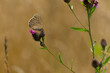 Motyl Przestrojnik trawnik (Aphantopus hyperantus) za pomocą kapilary pije nektar z Chabra driakiewnika (Centaurea scabiosa L.). Łąka polska latem.