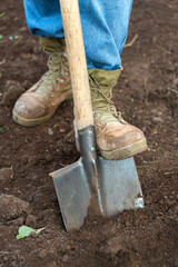 Farmer's feet shod in boots and jeans dig the ground with a shovel, close-up