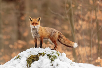 Wall Mural - red fox (Vulpes vulpes) standing on a mound of snow with an orange background