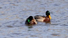 A Pair Of Male Mallard Or Wild Duck (Anas Platyrhynchos) Swimming In A Pond