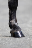Fototapeta Konie - Horse leg with shiny hoove outdoors. Hoofs of dark horse on nature background.