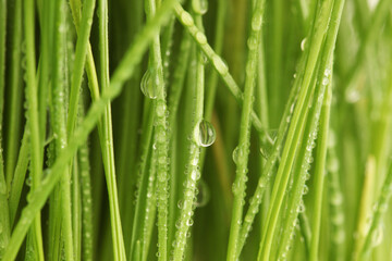 Wall Mural - Selective soft focus blur green grass with water drop. Nature horizontal background.