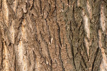 Carved texture of tree bark. The bark of a tree with cracks. wood texture, natural tree bark. DNatural background, bark of a tree that traces cracking.