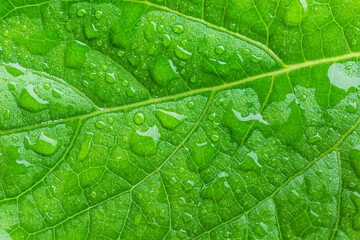 Green macro leaf,Leaves Series ,Close up photo of water drops on a green leaf 