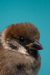 Sparrow closeup on blue background