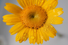 Detail Of A Flower, Yellow Daisy