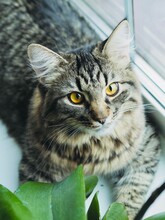 Cute Grey Cat Looking At Camera And Houseplant On The Window At Home. Beautiful Images Cat. Cats Day