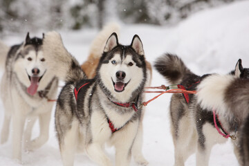 Cute gray sled dog Siberian husky is driving a sled through a winter snow-covered forest and looks