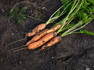 Wall Mural - Freshly harvested orange carrots lying on the ground.