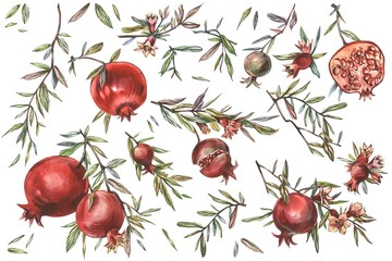 Pomegranate fruits and seeds on white background. Design for cosmetics, spa, pomegranate juice, health care products, perfume. Best for textile or wrapping paper.