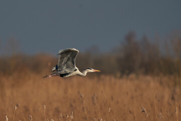 Sticker - Grey Heron (Ardea cinerea) flying low over a reed bed whilst collecting nesting material at Ham Wall in Somerset, England, United Kingdom.