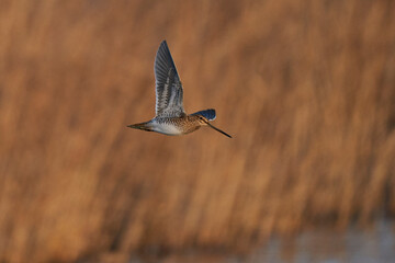 Sticker - Snipe (Gallinago gallinago) flying past a reed bed during winter at Ham Wall on the Somerset Levels in the United Kingdom