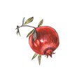 Pomegranate fruits and seeds on white background. Design for cosmetics, spa, pomegranate juice, health care products, perfume. Best for textile or wrapping paper.
