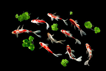 Wall Mural - Koi FIsh colorful decorative fish on black background, view from above
