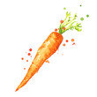 Sweet fresh carrot watercolor illustration