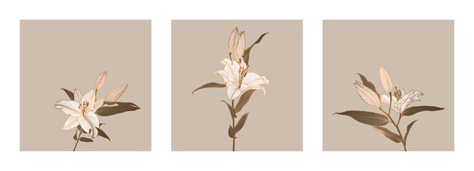 A set of frames of lily flowers linear drawings with bronze metallic outline colored in neutral brown, white, pink. Design for print, poster, cover, banner, fabric, invitation, postcard and packaging.