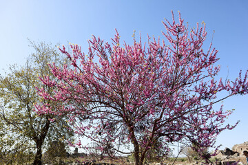 Wall Mural - beautiful blooming cherry with pink flowers on the ruins of ancient Aspendos in Turkey