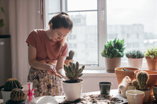 Young Woman Transplant Cacti At Home