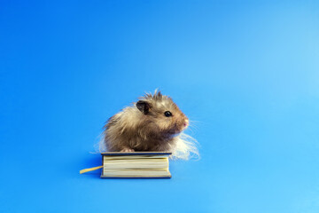 A long-haired gray Syrian hamster sits on a small book with a bookmark on a blue background.