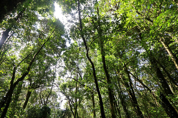 Green forest in abundance in Thailand