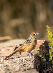 Wall Mural - Cape Grassbird, South Africa