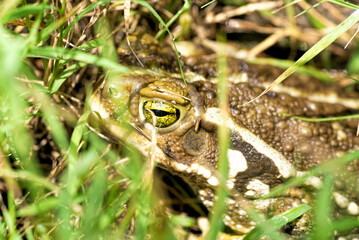 Toad in the green garden , Eye 
