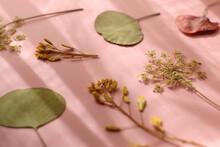 Pressed Plants And Flowers On Pastel Pink Background. Selective Focus. 