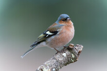Chaffinch, Fringilla Coelebs, Perched On A Branch In The Forest