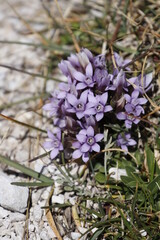 Wall Mural - flowers in the mountains