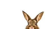 Fototapeta Tulipany - rabbit isolated on white background
